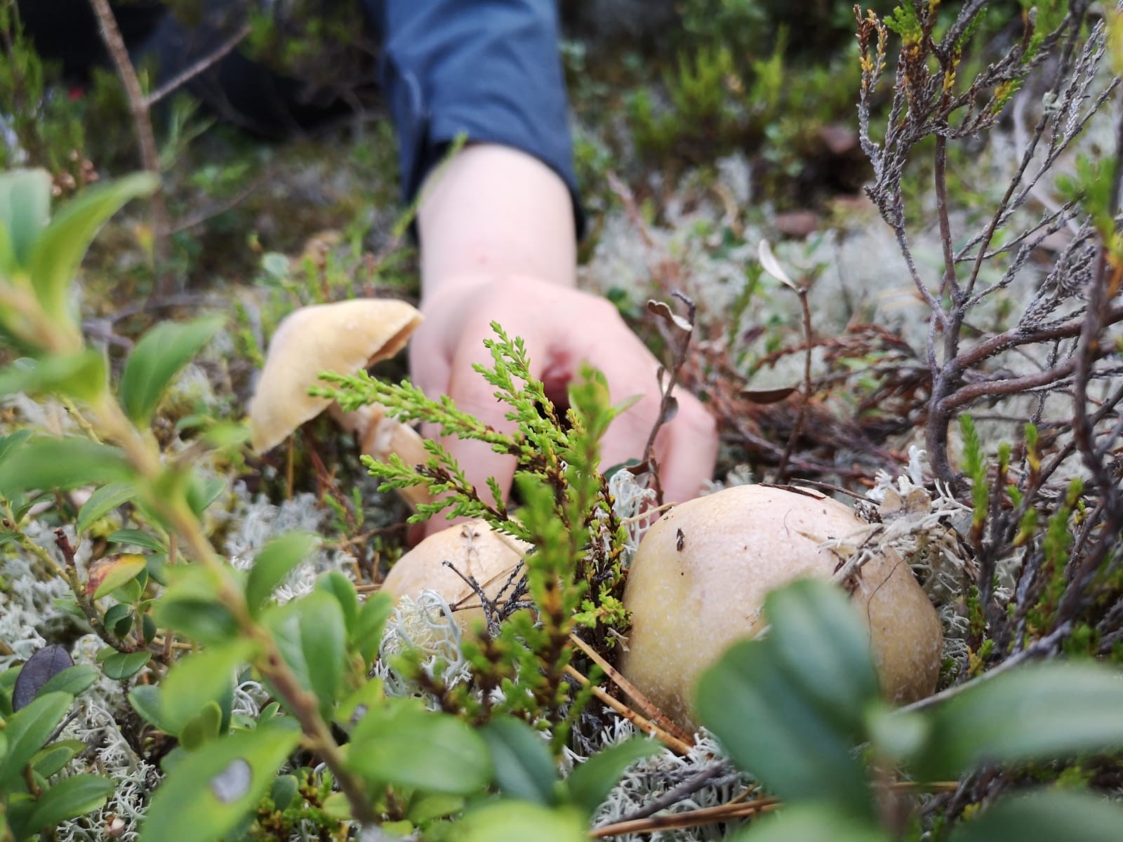 Aika lähteä sienimetsään