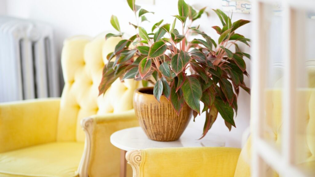 Olohuone, jossa kaksi keltaista nojatuolia, sohvapöytä ja huonekasvi